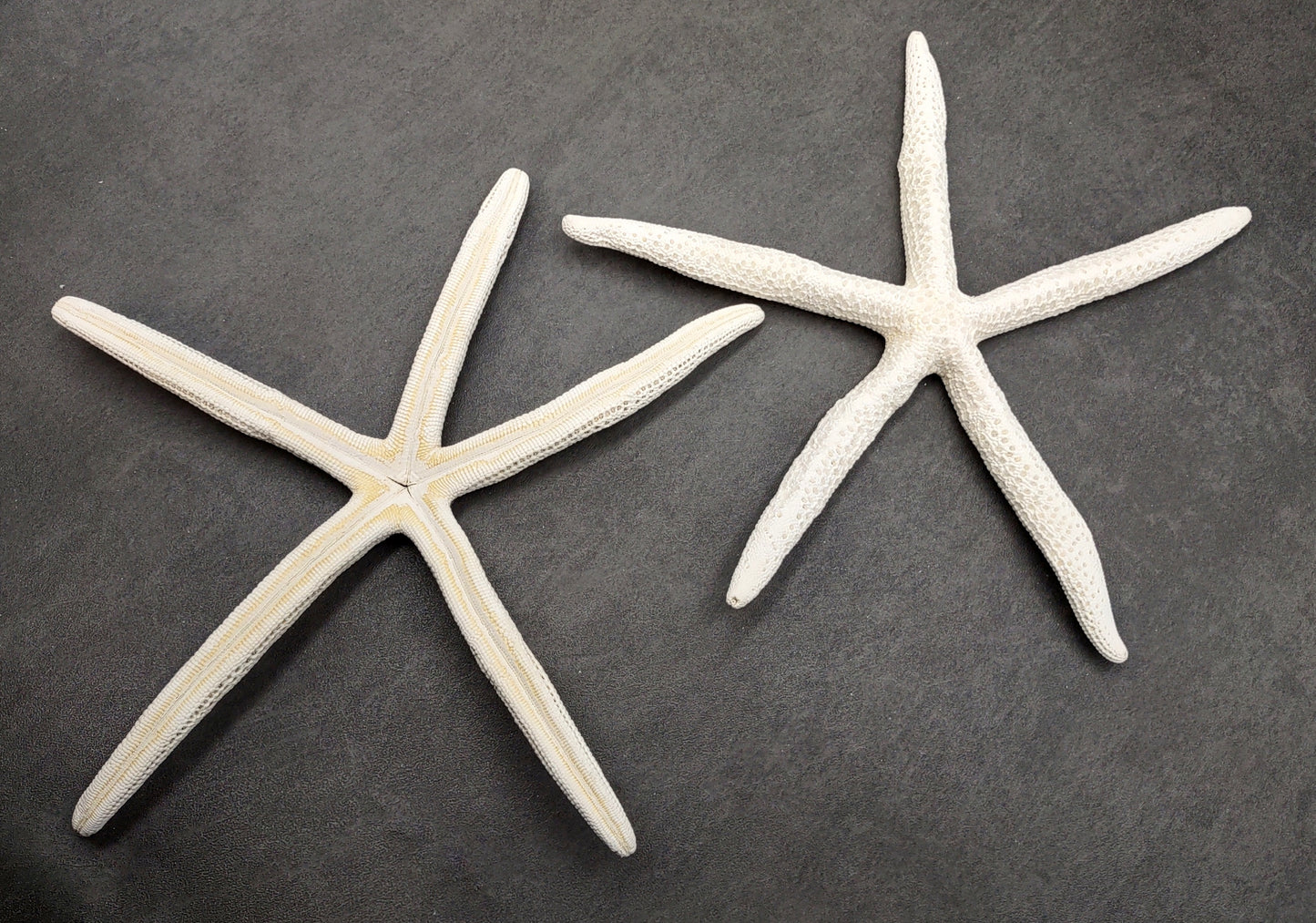Finger Starfish White Linckia Laevigata (2 stars approx. 10-11+ inches) Unique shells for coastal crafting décor & collections!