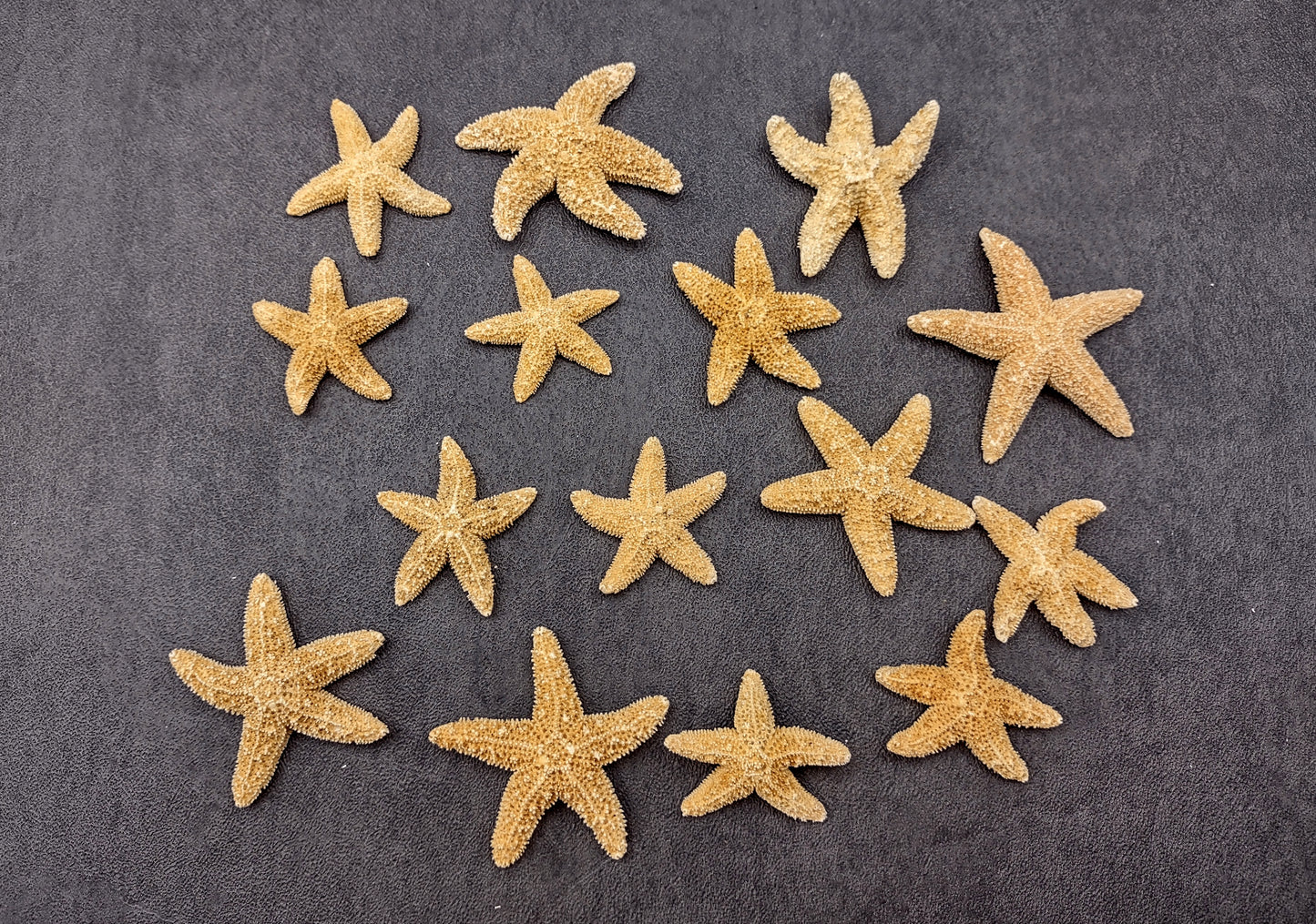 Photo of several beige Sugar Starfish - Piaster Ochraceus. (.75-1.5 inches) Copyright 2024 Seashellsupply.com