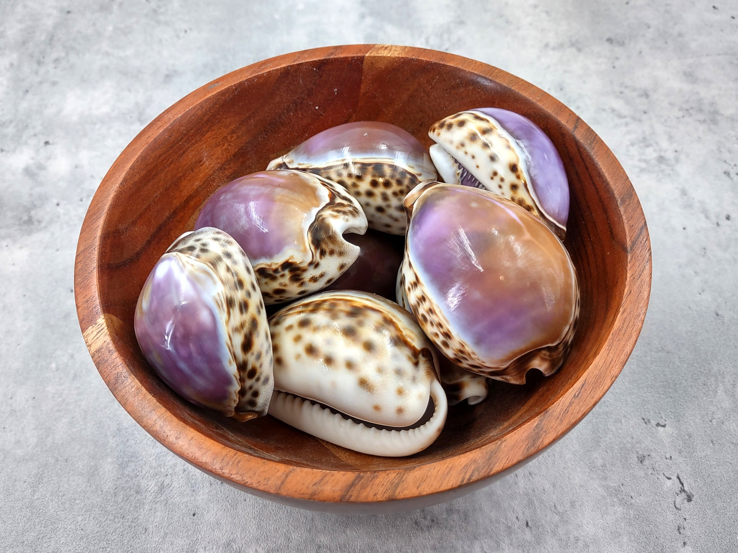 Purple Top Tiger Cowrie Seashells Cypraea tigris (2 shells approx. 2.25+ inches) Beautiful for any coastal crafting or décor!