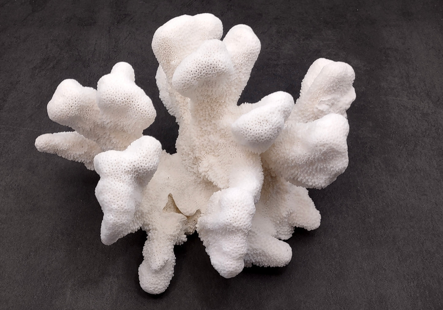White Catspaw Coral Cluster Pocillopora Palifera (1 coral approx. 11L x 6.75H x 10D inches) Excellent for art projects & collecting!
