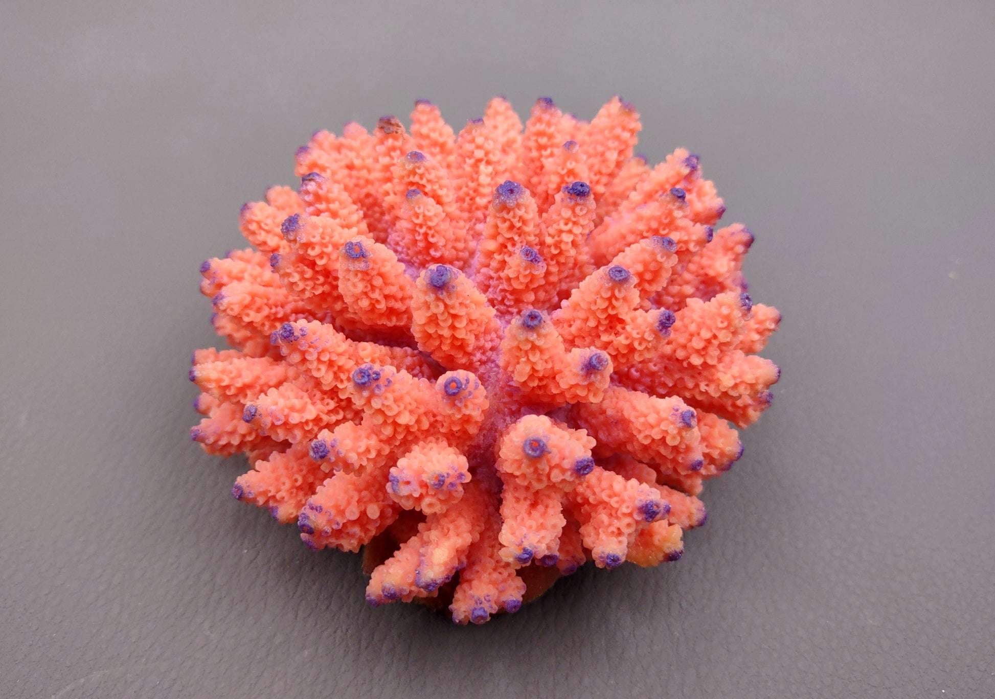 Orange FAUX Finger Coral Acropora Nasuta (1 FAKE Coral approx. 4Wx3Tx4D inches) Perfect coral for any coastal display! Orange round spike coral with a purple tip. Copyright 2024 SeaShellMart.com.