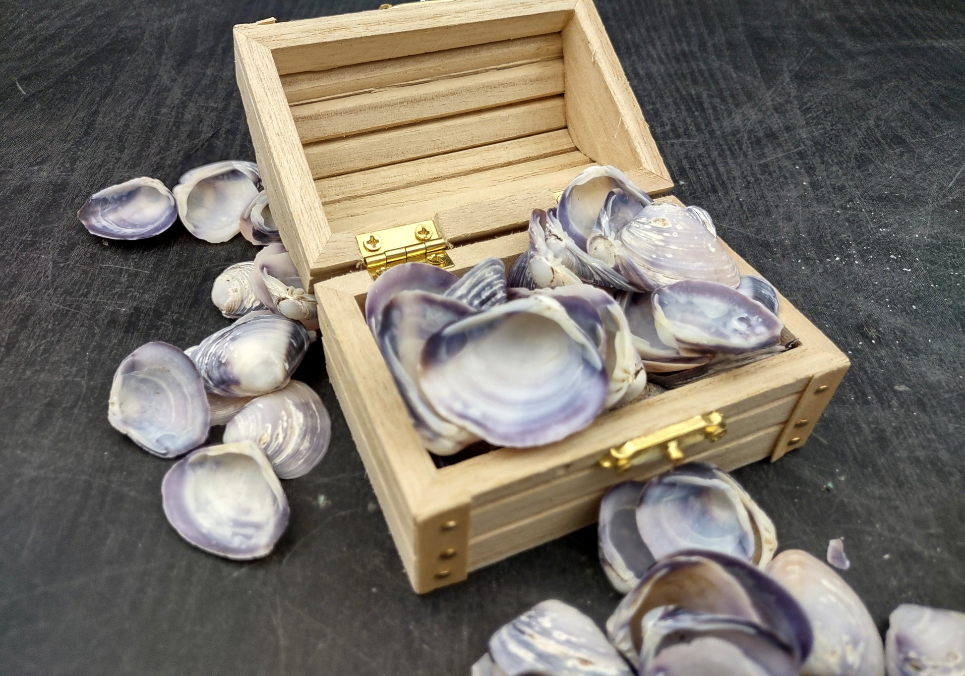 Purple Clam Shells (approx. 35-45 shells .5-1 inches). Purple and white ombre shells in a pile with wide open back. Copyright 2022 SeaShellSupply.com.