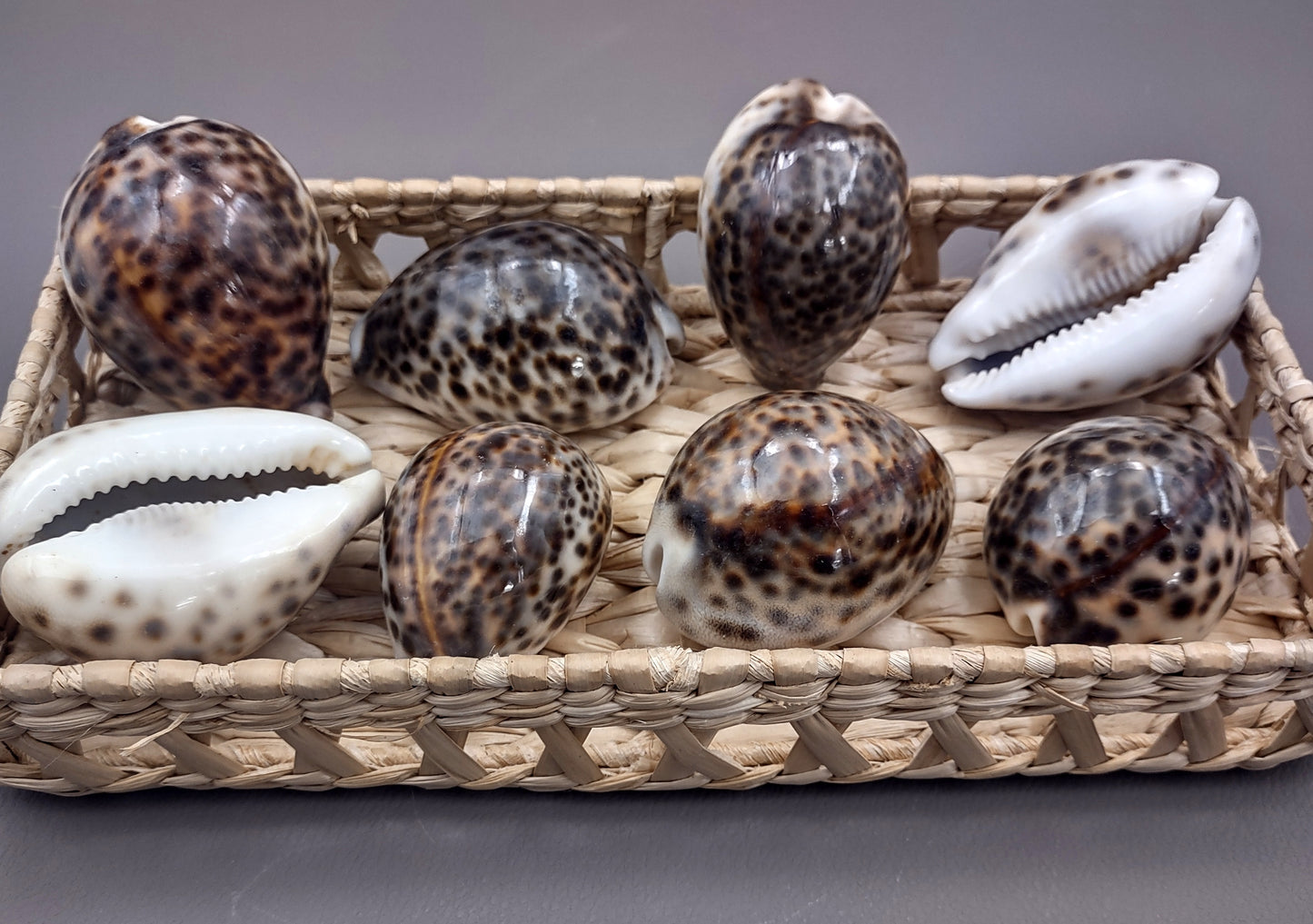 Tiger Cowrie Seashell (2pcs.) - (2.75 - 3 Inches) - Cypraea Tigris. Front and back side views of the spotted shell. Copyright 2024 SeaShellSupply.com.