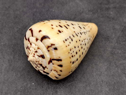 Beech Cone Seashell Conus Betulinus (1 shell approx. 2.75+ inches) Cone shell beautiful to add to any collection or display.