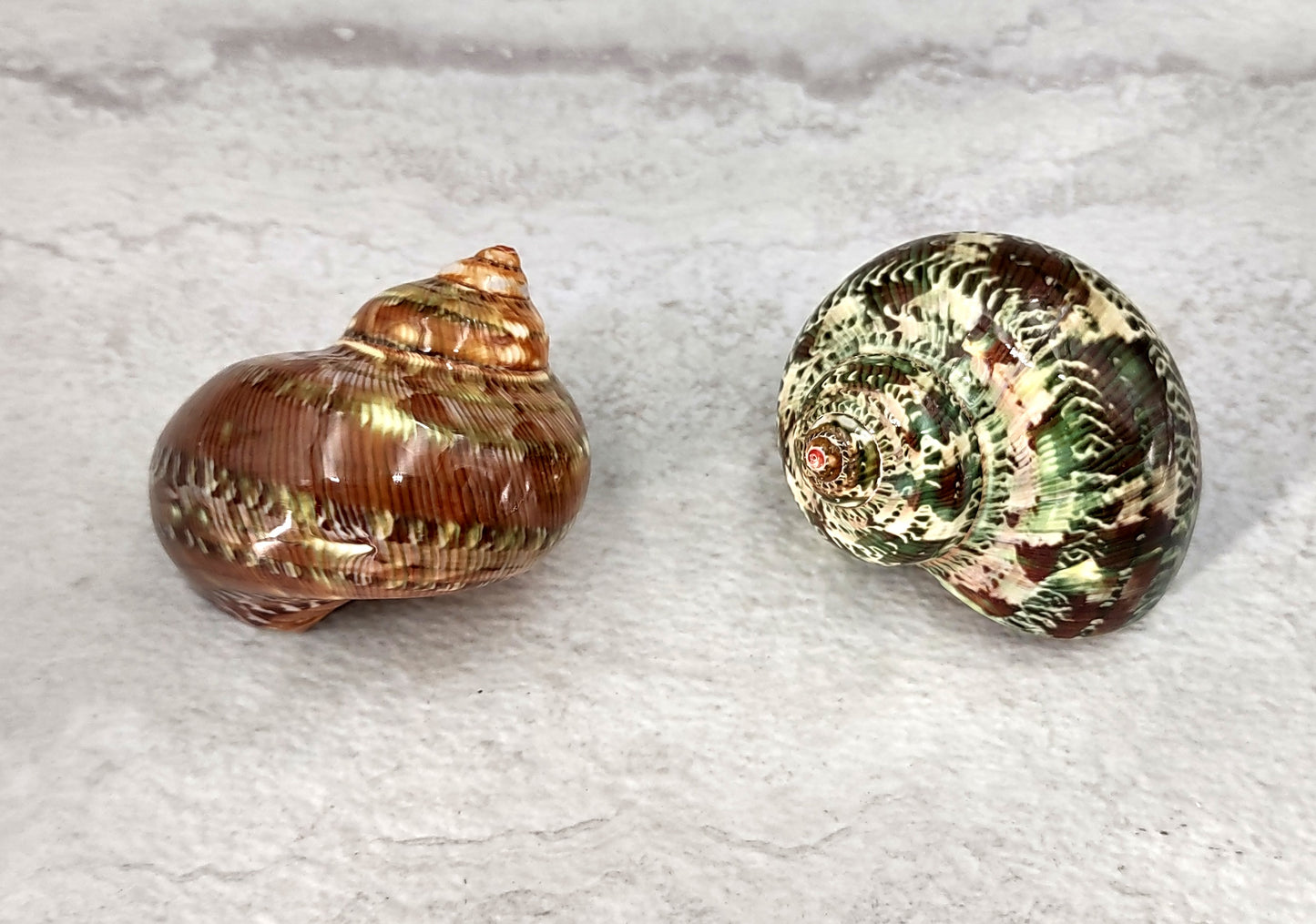 Tapestry Turbo Seashells Green Speckled Turbo Petholatus (2 shells approx. 2+ inches) Green Turbo Shells for hermit crab homes art & crafts!