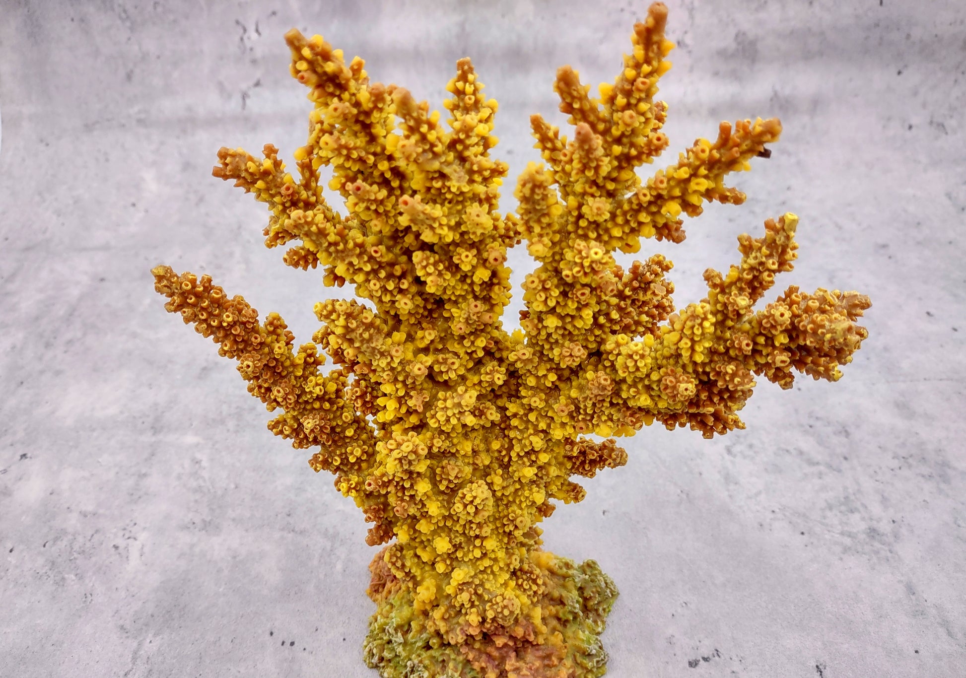 Yellow/Tan FAUX Branch Coral - Acropora Florida - (1 Fake Coral approx. 7.5Tx7Wx2D inches) on light background. Copyright 2024 SeaShellSupply.com