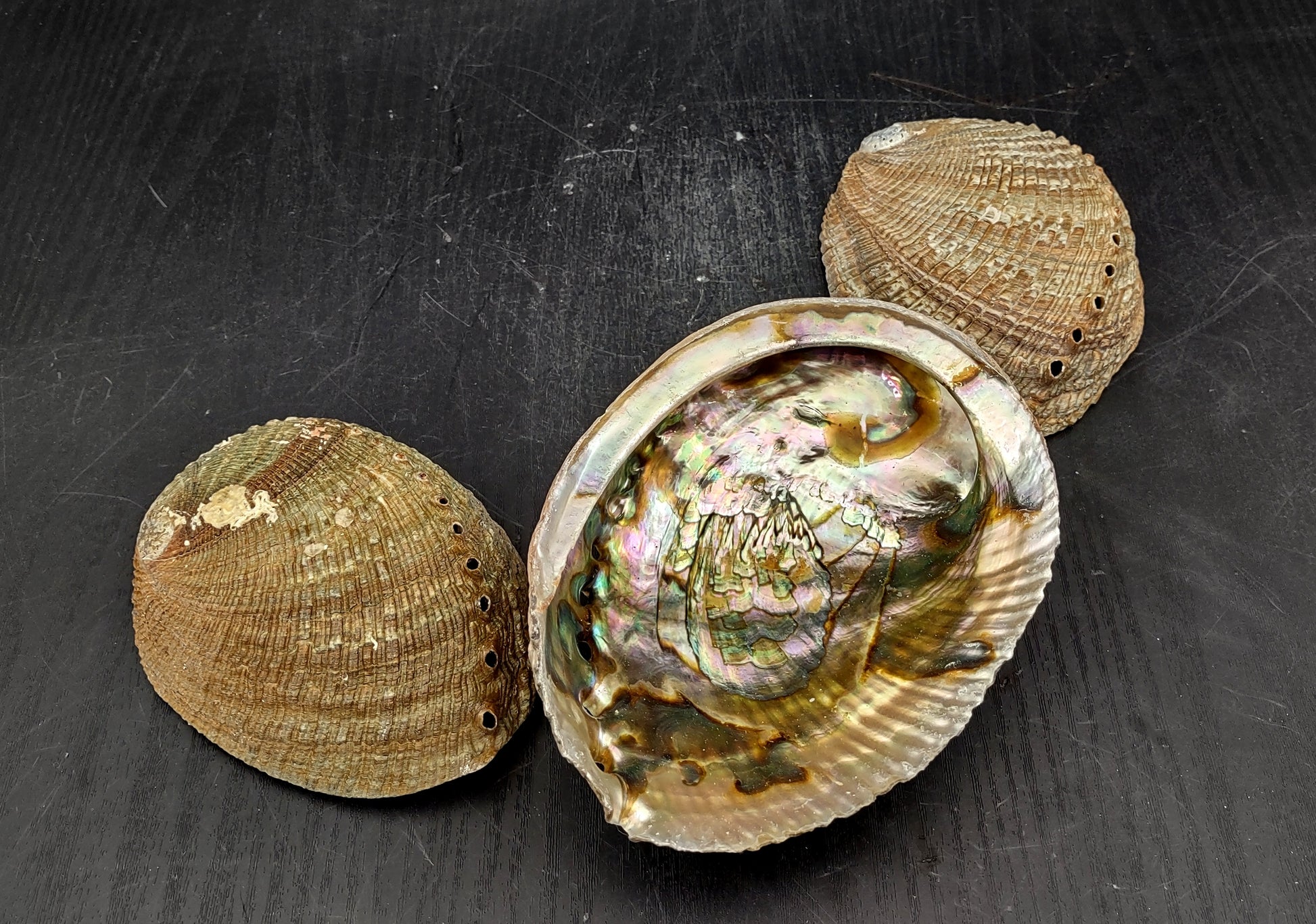 Green Abalone Seashell (4-6 Inch) - Haliotis Fulgens. Rainbow colored ombre shell. Copyright 2024 SeaShellSupply.com.
