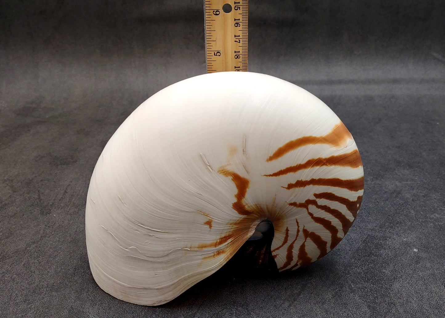 Natural Nautilus Seashell Nautilus Pompilius (1 shell approx. 7+ inches) Great shells for coastal crafting decor & collections!