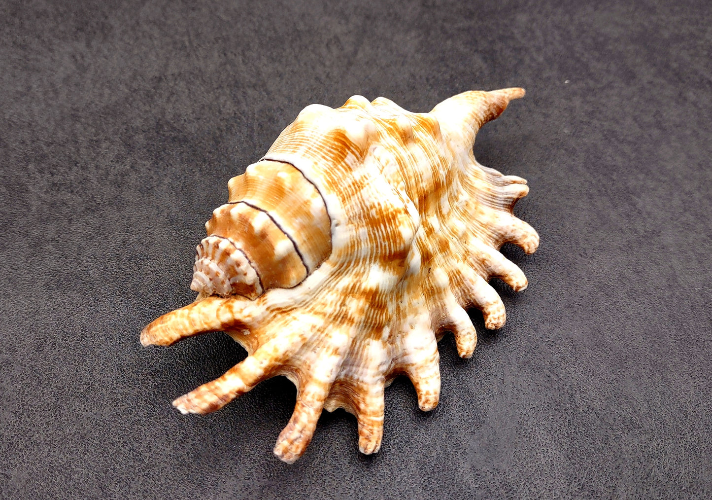 Millipede Conch Seashell Lambis Millepeda (1 shell approx. 4+ inches) Conch shell great for coastal crafting display & collections.