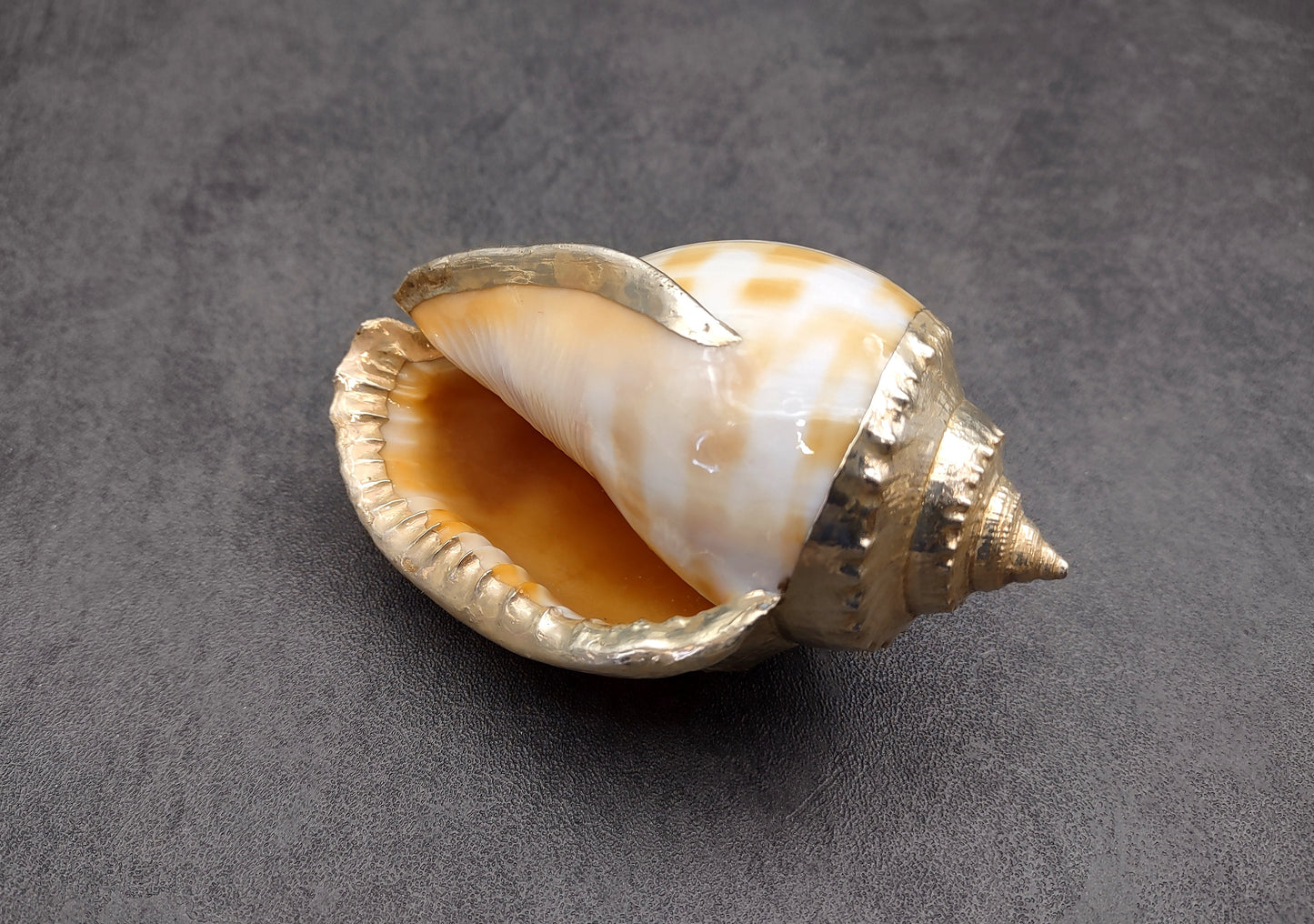 Silver-Plated Banded Bonnet Shell - Phalium Bandatum - (1 Shell approx. 3-4 inches) One orange and white pointed, silver detailed shell. Copyright 2022 SeaShellSupply.com.