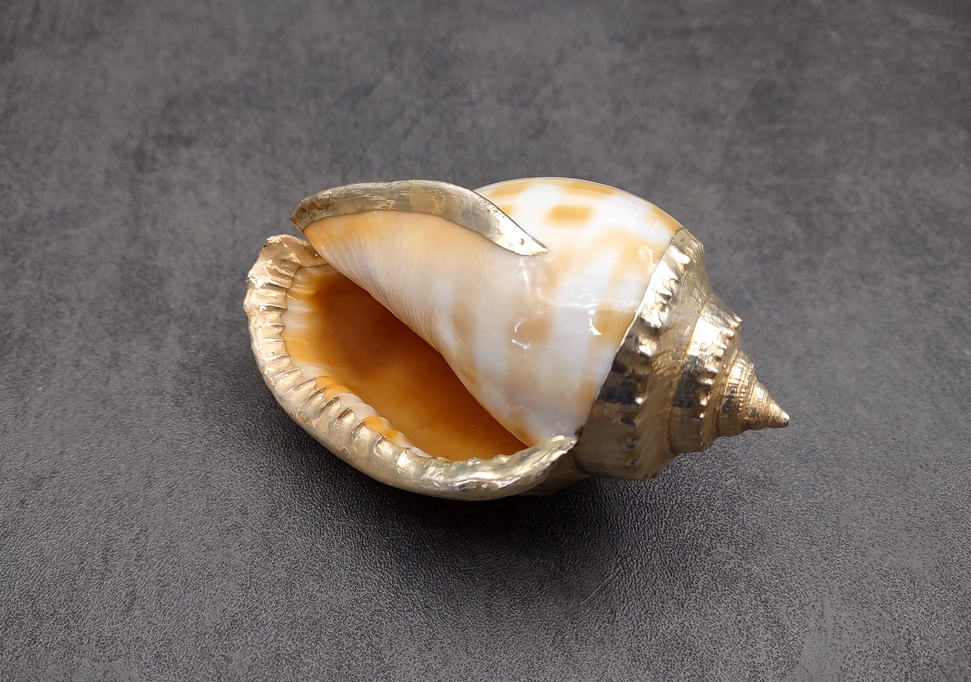 Silver-Plated Banded Bonnet Shell - Phalium Bandatum - (1 Shell approx. 3-4 inches) One orange and white pointed, silver detailed shell. Copyright 2022 SeaShellSupply.com.