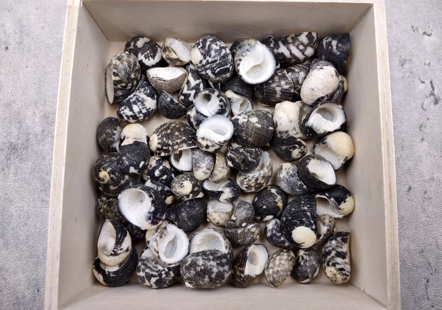 Black Moon Seashells Nerita Peloronta (approx. half cup 45+ shells 0.25+ inches) Special shells for any coastal themed arts and crafts!