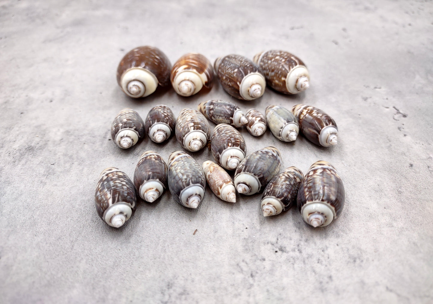 Dark Olive Seashell Assortment (approx. half cup 20+ shells 1-1.75+ inches) Great shells for coastal crafting and collections!