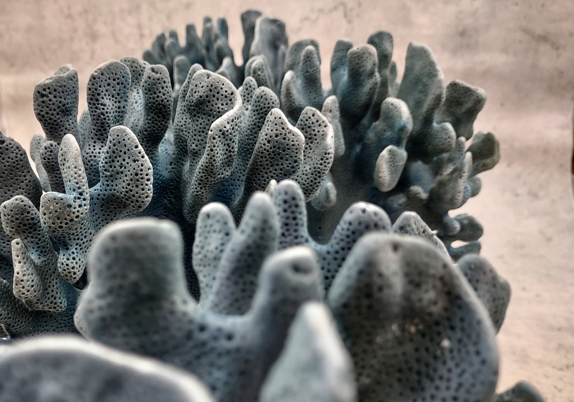 Blue Ridge FAUX Coral - Helio Coerula - (1 FAUX Coral approx. 8Wx4Dx6T inches). Blue coral with a deep texture and wide sturdy base. Copyright 2024 SeaShellSupply.com.