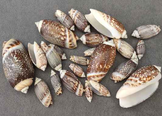 Panacea 12oz Assorted Sea Shells