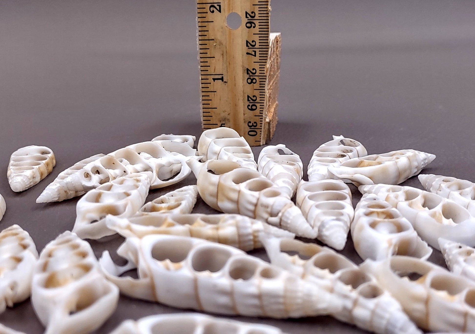 Cerithium Sliced/Center Cut Seashells (10 pcs.). White ribbed shells showing the inner cavities. Copyright 2024 SeaShellSupply.com.