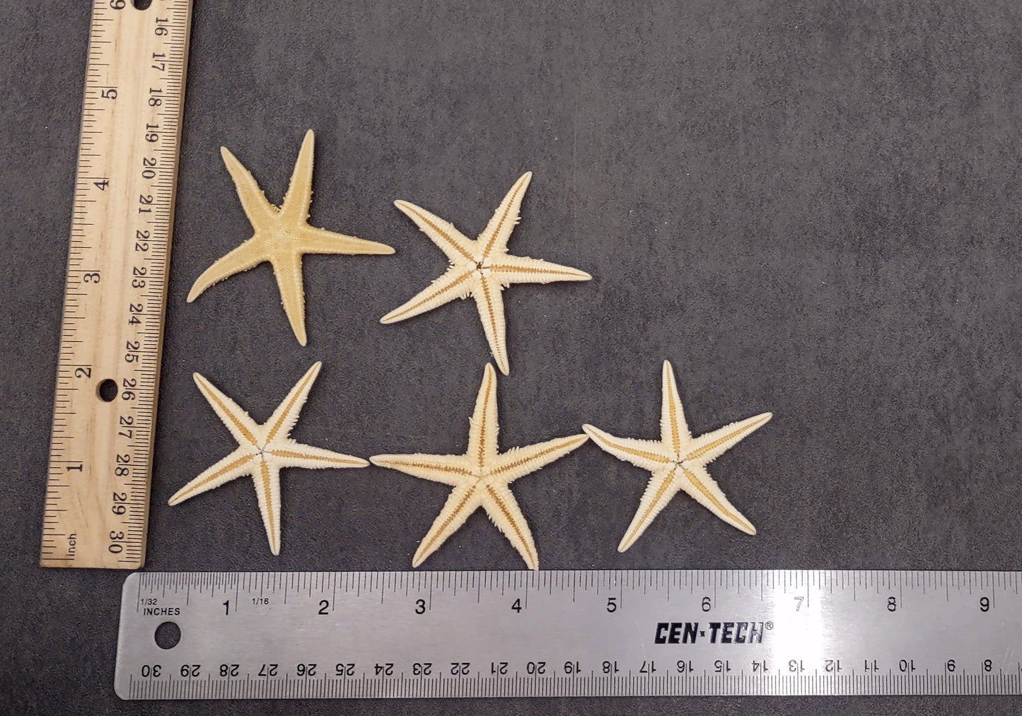 Philippine Spiny Starfish Marthasterias Glacialis (5 starfish approx. 2+ inches) Great for coastal crafting décor & collections!