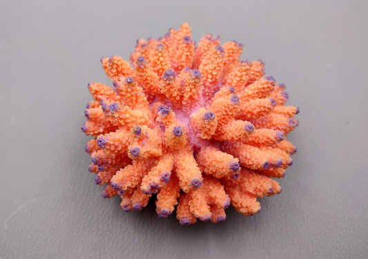 Orange FAUX Finger Coral Acropora Nasuta (1 FAKE Coral approx. 4Wx3Tx4D inches) Perfect coral for any coastal display! Orange round spike coral with a purple tip. Copyright 2024 SeaShellMart.com.