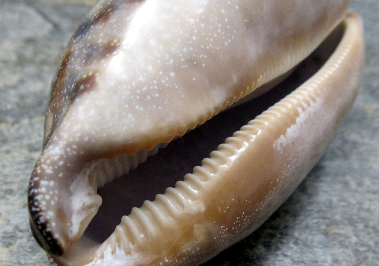 Tortoise Cowrie Seashell Cypraea Testudinaria (1 shell approx. 3+ inches) Beautiful shell for any coastal crafting!