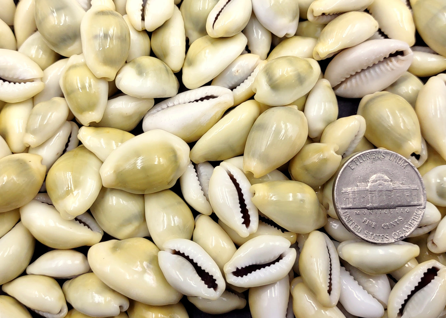 Money Cowrie Seashells Cypraea Moneta (approx. half cup 35+ shells 0.5+ inches) Money Cowrie Shells for any coastal crafting or jewelry!