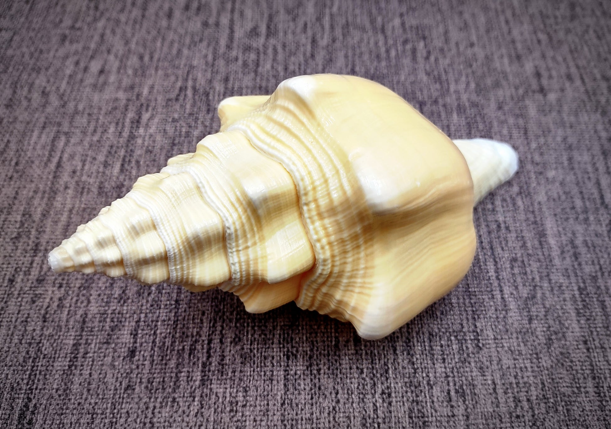 West Indian Chank - Turbinella Angulata - (1 shell 5-6 inches). White ribbed spiral shells, one shell shows the opening and one showing the textured side. Copyright 2024 SeaShellSupply.com.