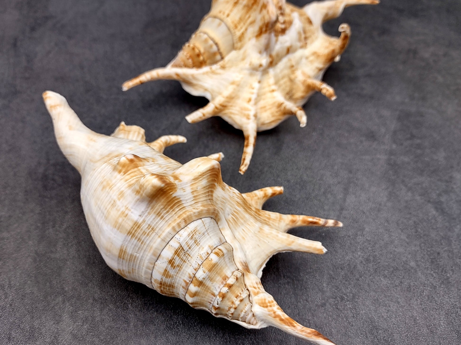 Spider Conch Seashell Lambis Lambis (1 shell approx. 5+ inches) Conch shell great for coastal crafting displays and collections! Spiked brown and white glazed shell. Copyright 2024 SeaShellMart.com