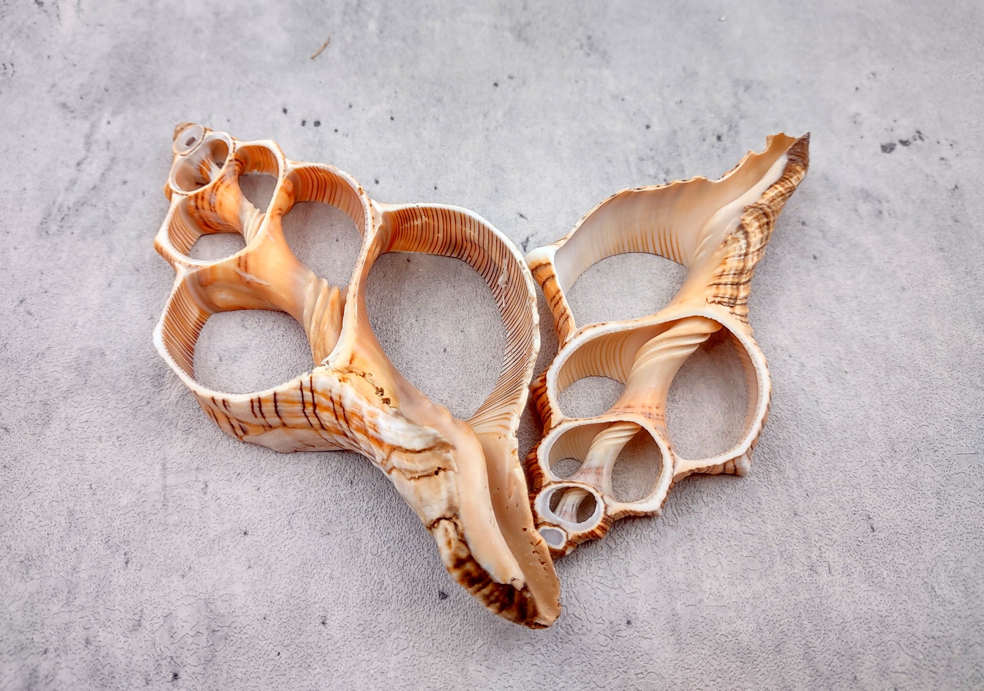 Photo of a pair of orange and cream large center cut fox shells. Copyright 2024 SeashellSupply.com