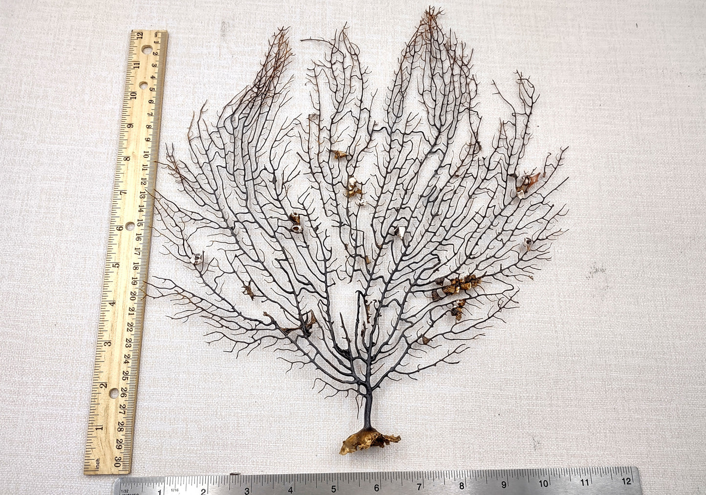 Black Sea Fan Coral Gorgonia Ventalina (1 fan approx. 12+ inches) Copyright 2024 SeashellSupply.com