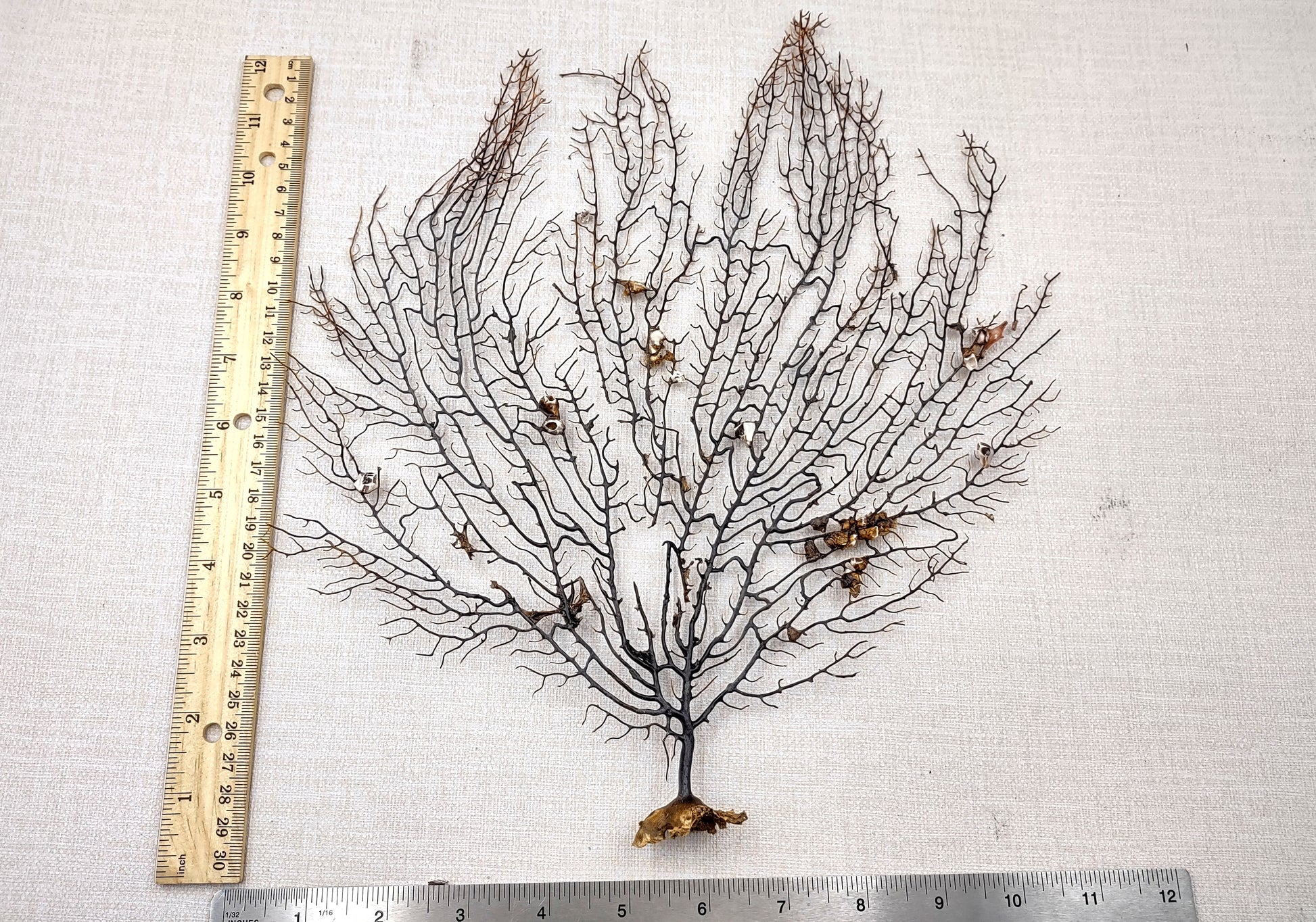Black Sea Fan Coral Gorgonia Ventalina (1 fan approx. 12+ inches) Copyright 2024 SeashellSupply.com