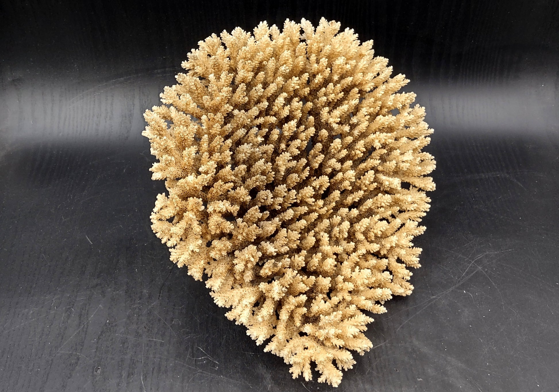 Image of Off White Natural Table Coral Large Cluster Acropora Latistella (1 coral approx. 10L x 6H x 10D inches) Copyright 2024 SeashellSupply.com