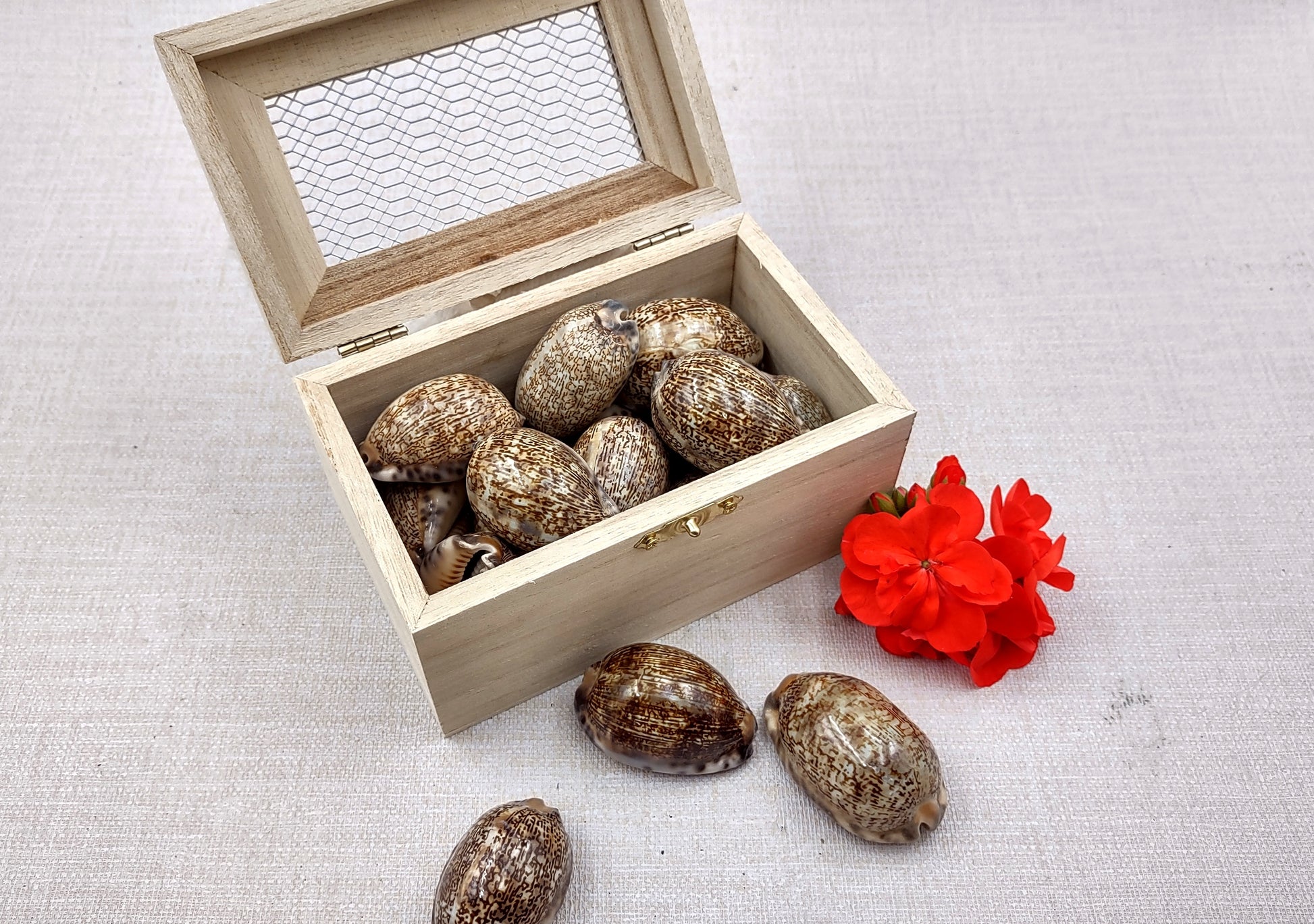 Arabic Cowrie Seashells - Cypraea Arabica - (5 shells approx. 1.5-2 inches). Copyright 2024 SeaShellSupply.com.