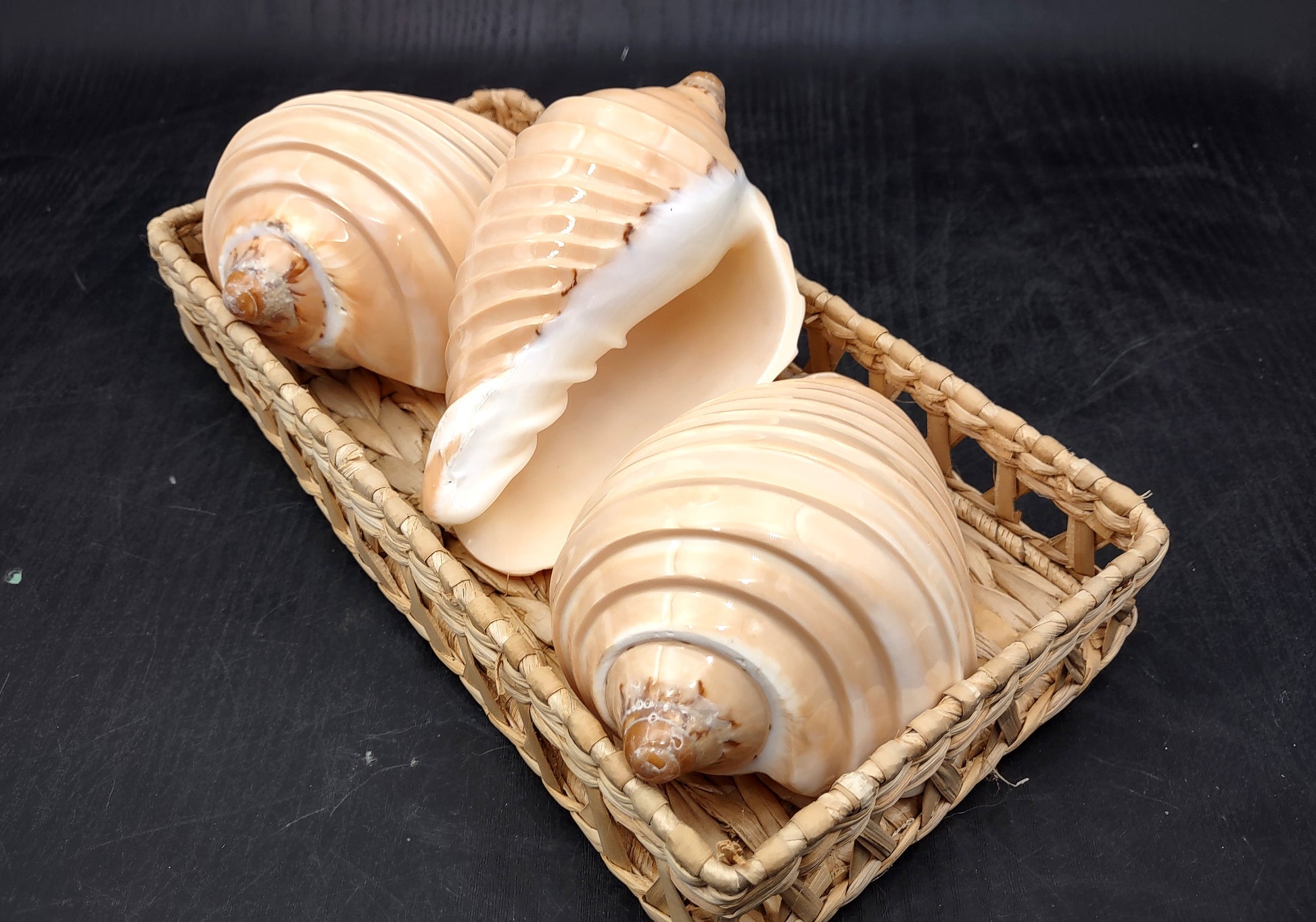 Noble Volute - Banded/Polished - Voluta Nobilis - (1 shell approx. 5.5 inches). Deeply ribbed cream colored shells. Copyright 2024 SeaShellSupply.com