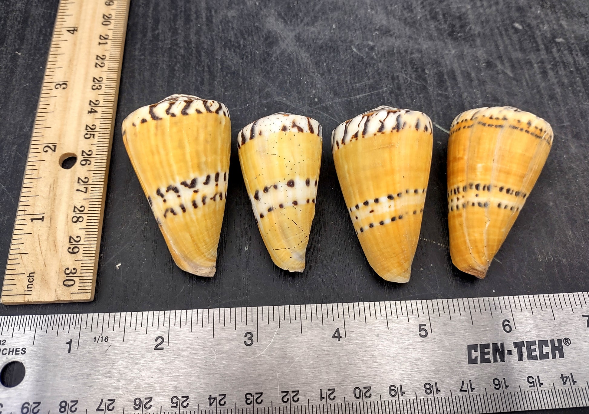 Captain Cone Seashells (2 pcs.) - (2-2.5 inches) - Conus Capitaneus. Cream to earthly colored shells with patterns along the spiral. Copyright 2024 SeaShellSupply.com.