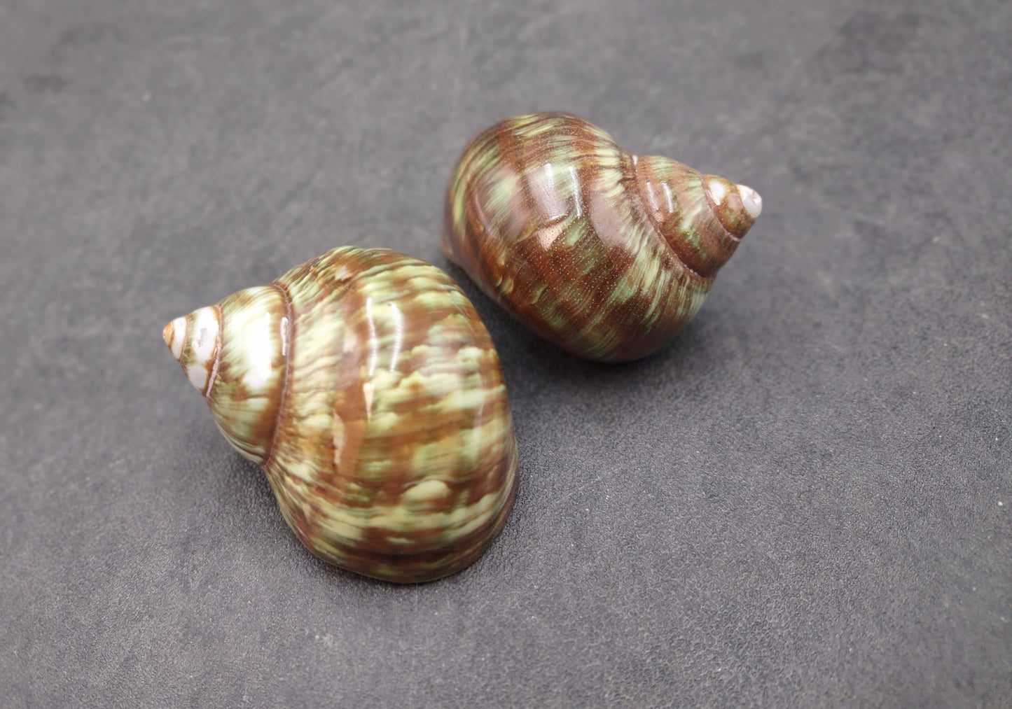Variegated Turbo Seashells Turbo Vareigatus (2 shells approx. 2+ inches) Adorable turbo shell special for any coastal art project!