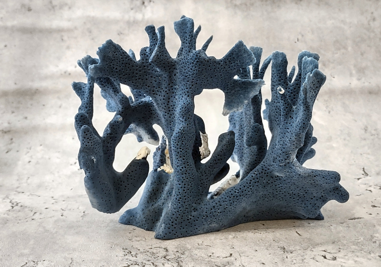 Blue Coral Cluster - Heliopora Coerula - (1 coral cluster 5-7 inches). Blue and white coral set with multiple tiny holes. Copyright 2022 SeaShellSupply.com.