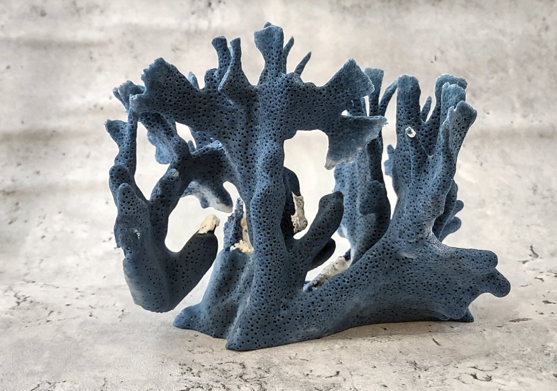 Blue Coral Cluster - Heliopora Coerula - (1 coral cluster 5-7 inches). Blue and white coral set with multiple tiny holes. Copyright 2022 SeaShellSupply.com.