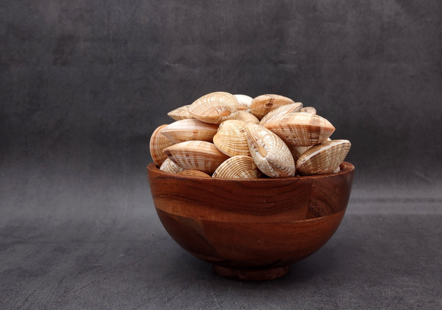 Reddish Venus Clam Seashell Pairs Callista Erycina (3 pairs approx. 2+ inches) Venus Clam pairs for coastal display & collections!
