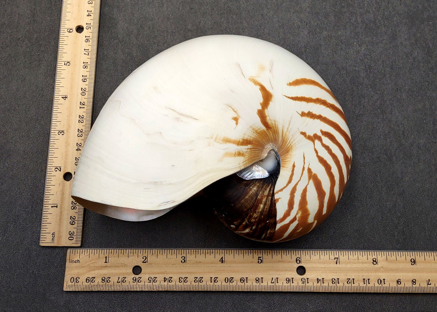 Natural Nautilus Seashell Nautilus Pompilius (1 shell approx. 7+ inches) Great shells for coastal crafting decor & collections!