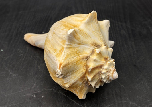 Atlantic Right Handed Whelk - Busy Carica - (1 shell, Approx. 5.5-6.5 inches). Creamy shell with wide wrapping but a longer pointed end, some spikes. Copyright 2024 SeaShellSupply.com.
