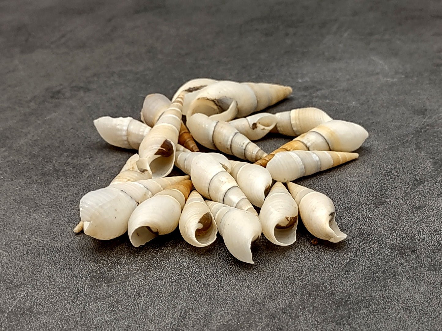 White Bullia Seashells Bullia Annulate (20 shells approx. 1.5+ inches) Adorable shell for any coastal collection crafting & display!
