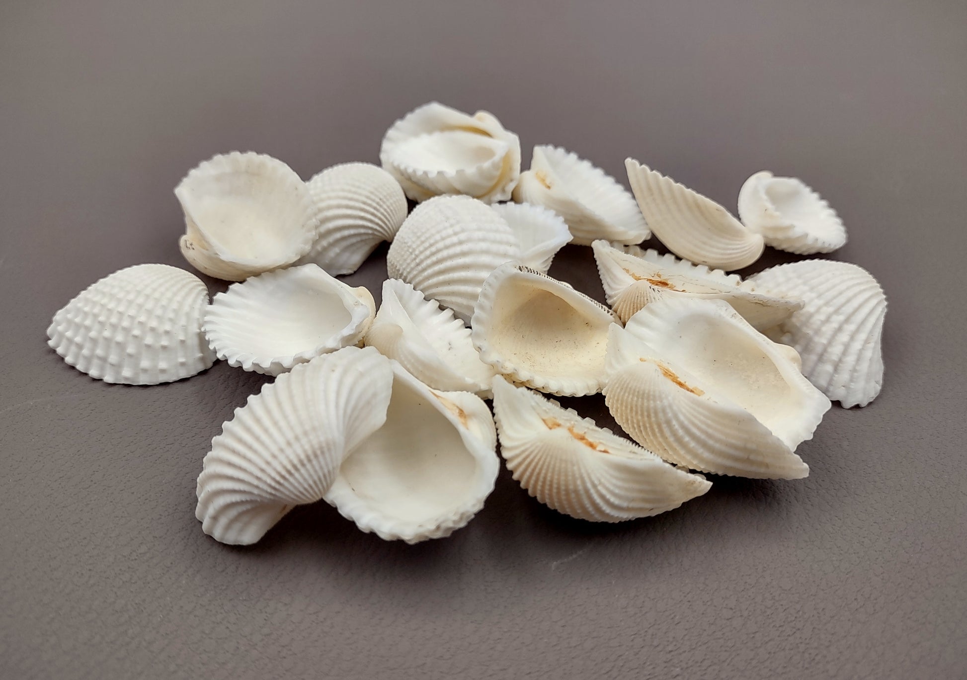 White Ark Clam Seashells Tegillarca Granosa (approx. 20+ shells 1+ inches). An assortment of small white clam shells. Copyright 2024 SeaShellSupply.com.