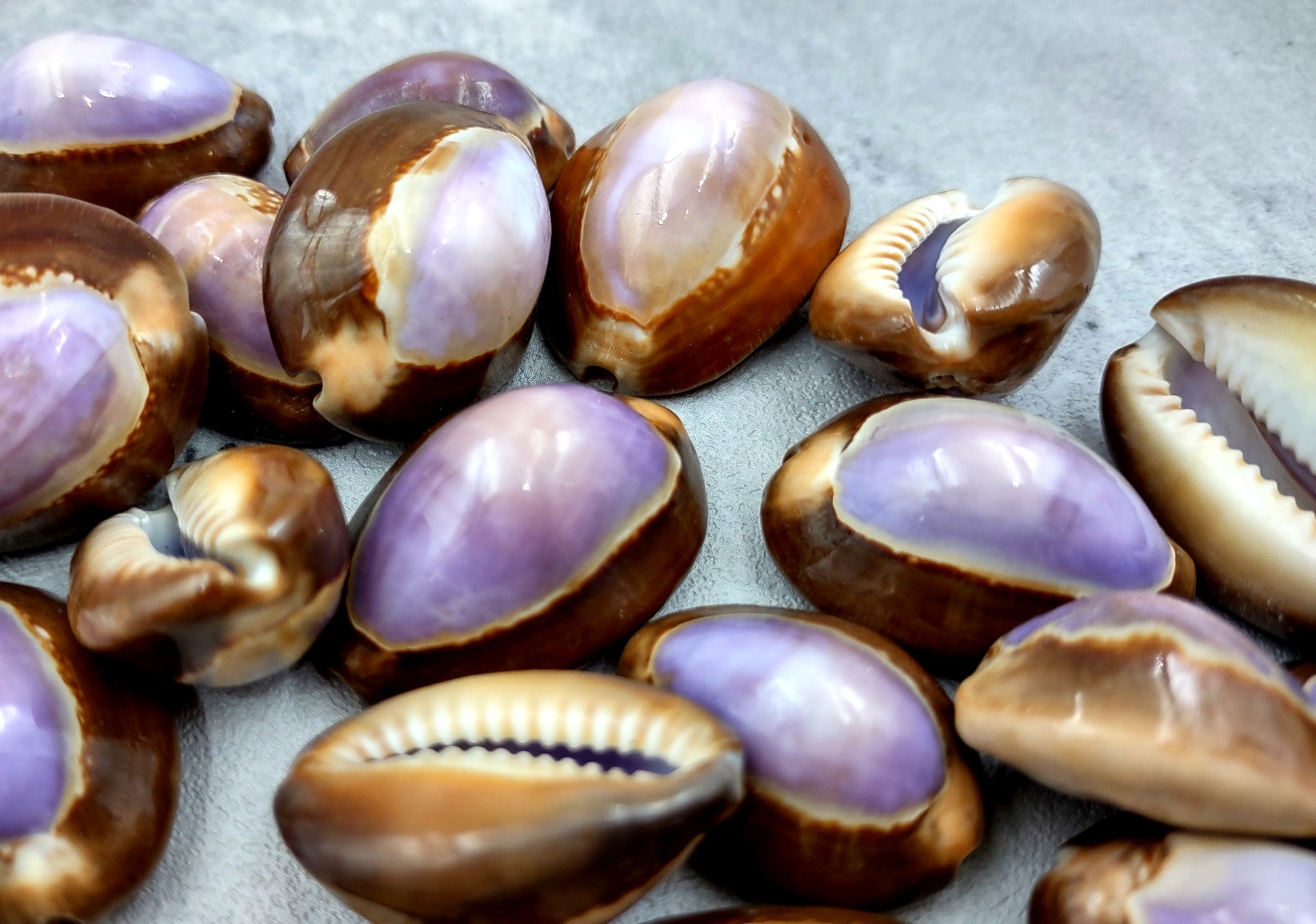 Purple Top Serpent Head Cowrie Shells (10 pcs.) - Cypraea Caputserpentis. Multiple purple and white shells rimmed with brown in a pile. Copyright 2024 SeaShellSupply.com.