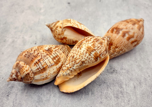 Brown Lined Volute Seashells Harpulina Lapponica (4 shells approx. 2+ inches) Neat shells for coastal crafting decor & collections!
