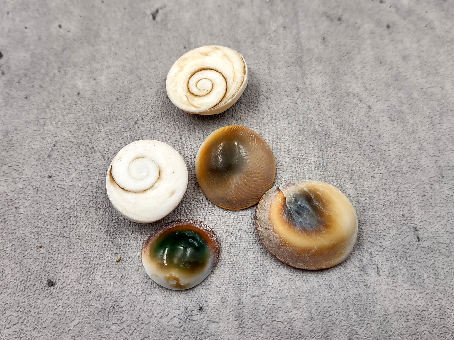 Cats Eyes Seashells Turbo Opercula (5 shells approx. 1+ inch) Unique shells for coastal crafting décor & collections!