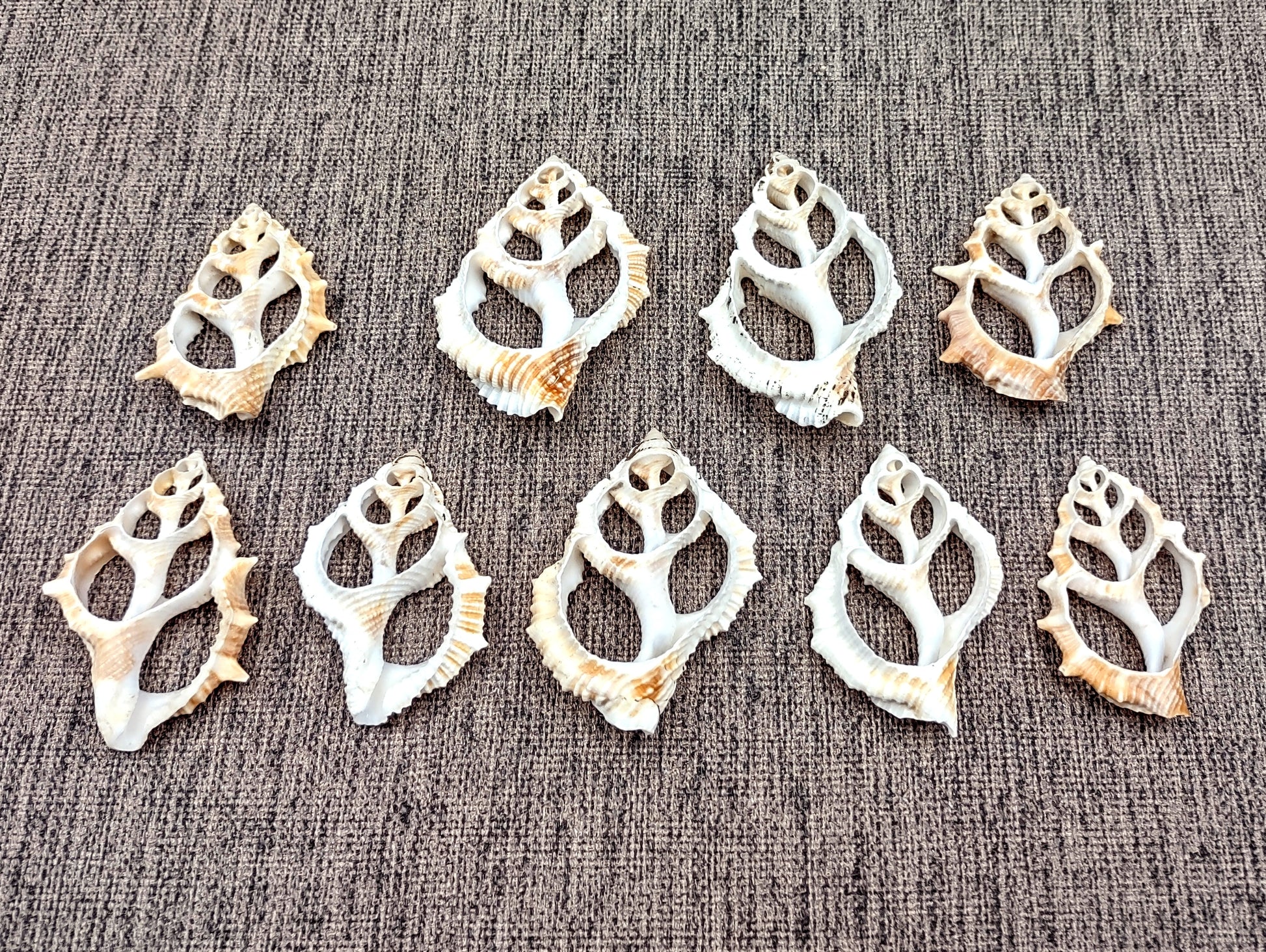 Frilled Frog Center Cut Shells - Bursa Rana - (5 shells approx. 1.5-3 inches). Multiple thin sheets of brown shaded shells laying down showing the inside cavities. Copyright 2022 SeaShellSupply.com.