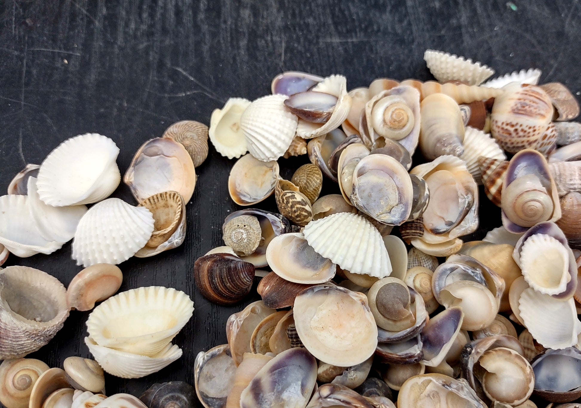 Small Mixed Shell Assortment. Multiple brightly colored shells with different shapes and textures in a tile. Copyright 2022 SeaShellSupply.com.