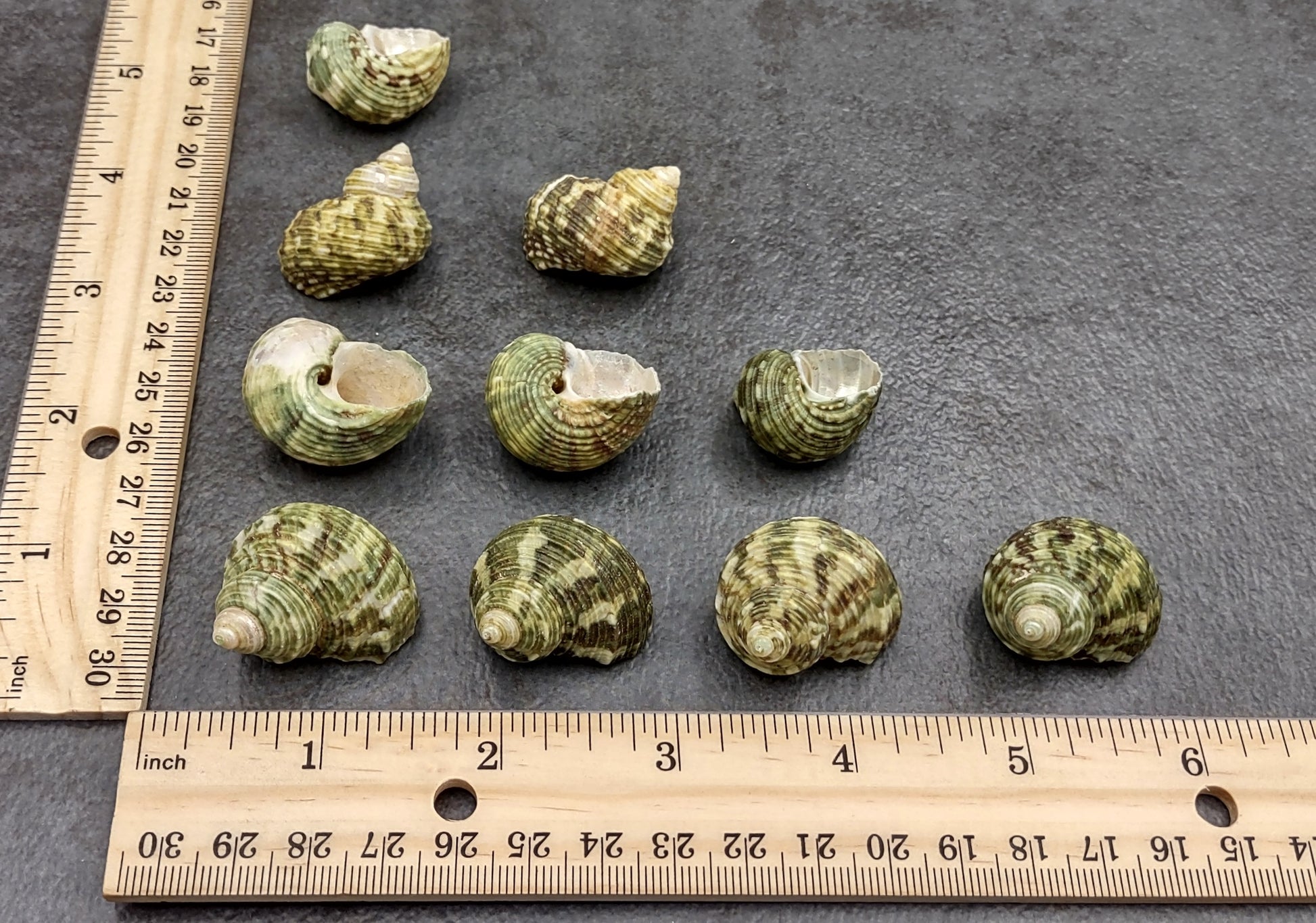 Jade Green Turbo Seashells - Turbo Brunneus - (10 shells approx. 1-2 inches). Pile of multiple shaded spiral turquoise shells. Copyright 2022 SeaShellSupply.com.