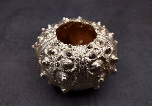 Silver-Plated Sputnik Urchin - Phyllacanthus imperialis - (1 Urchin approx. 2.5-3 inches) One silver plated urchin shell. Copyright 2024 SeaShellSupply.com