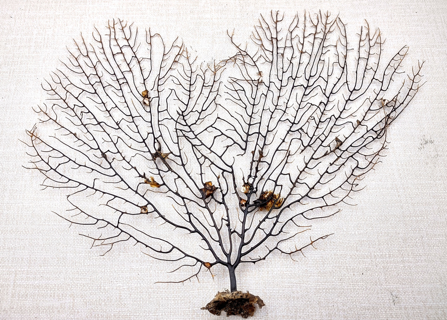 Black Sea Fan Coral Gorgonia Ventalina (1 fan approx. 12+ inches) Special sea fan for any coastal collection or artistic display!