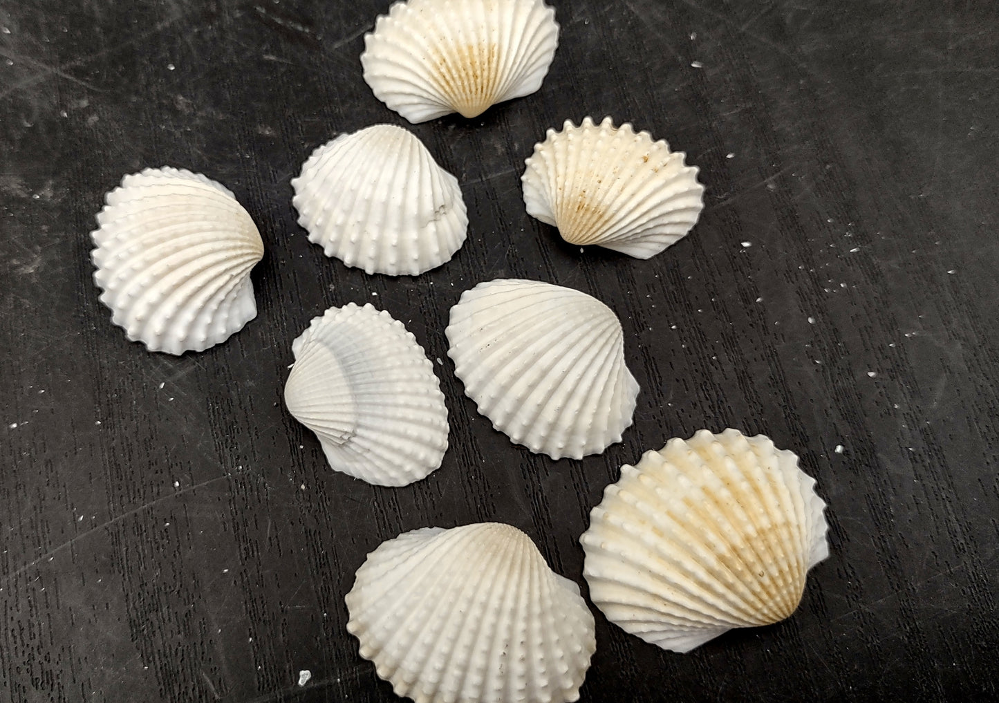 White Ark Clam Seashells - Andara Granosa - (approx. 35-40 shells 0.5-1 inches). Multiple white ribbed wide shells. Copyright 2022 SeaShellSupply.com.